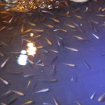 th_DSC_0124